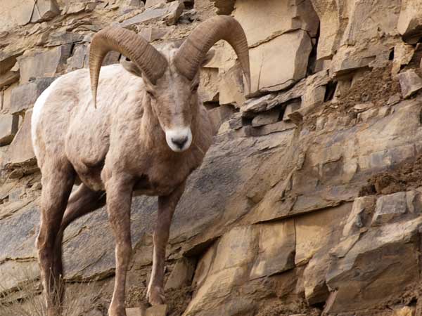 Wildlife - Bighorn Ram