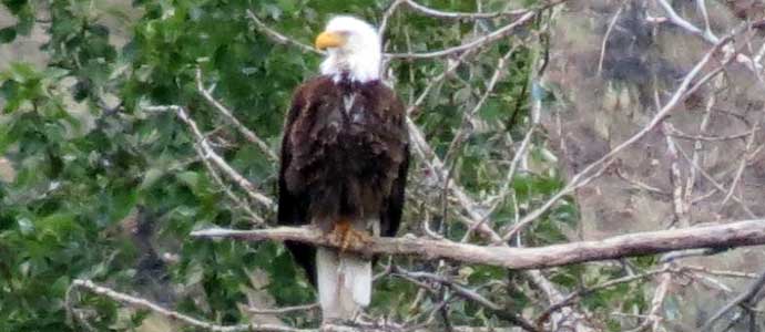 Idaho Wildlife